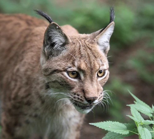 Feral, création de sites internet à Jemeppe-sur-Sambre